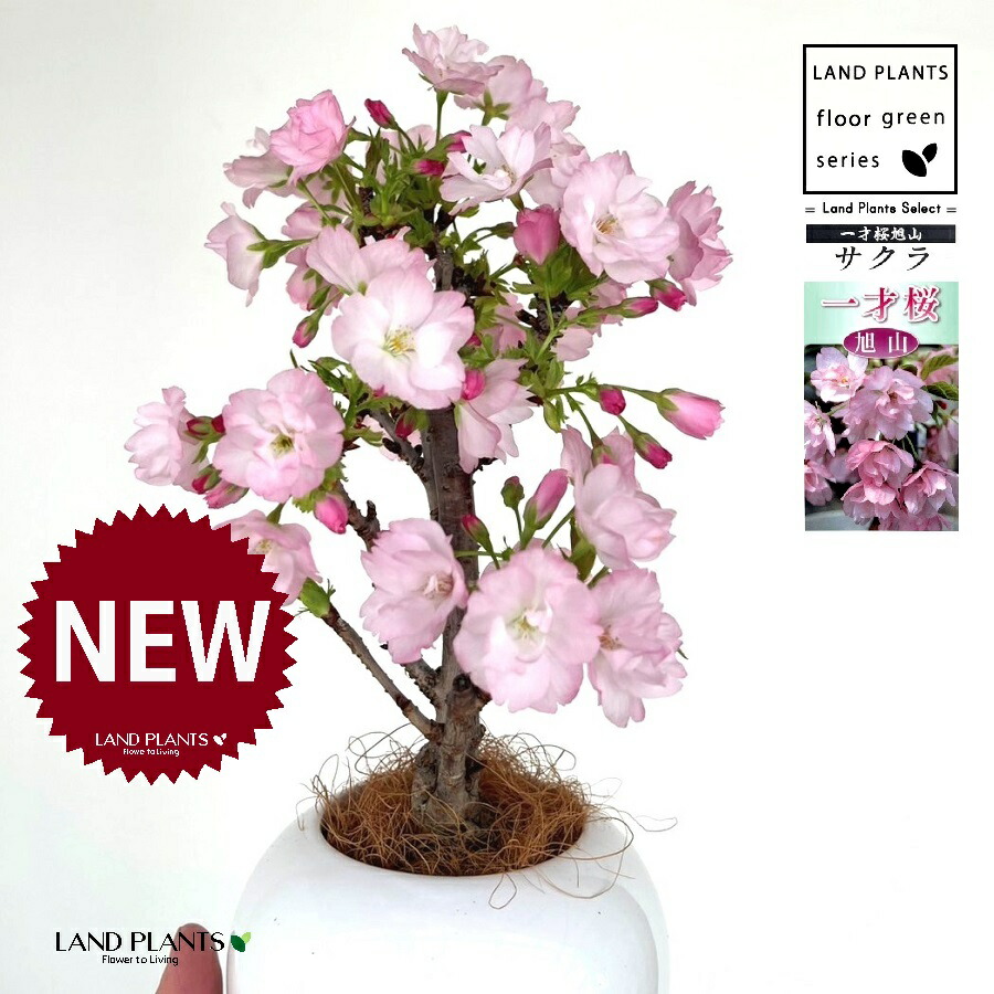 楽天市場】桜（旭山：アサヒヤマ） ボール型 ガラス容器 1鉢