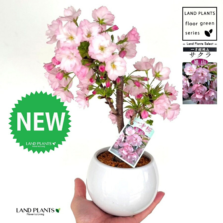 桜（旭山：アサヒヤマ） 農家が選んだ 丸型 陶器鉢 1鉢 【受皿・鹿沼土】 旭山桜 アサヒヤマ アサヒヤマ桜 苗 苗木 盆栽 八重 八重咲き 桜 さくら サクラ チェリーブロッサム 櫻 一才桜 桜の苗木 Cherry blossom