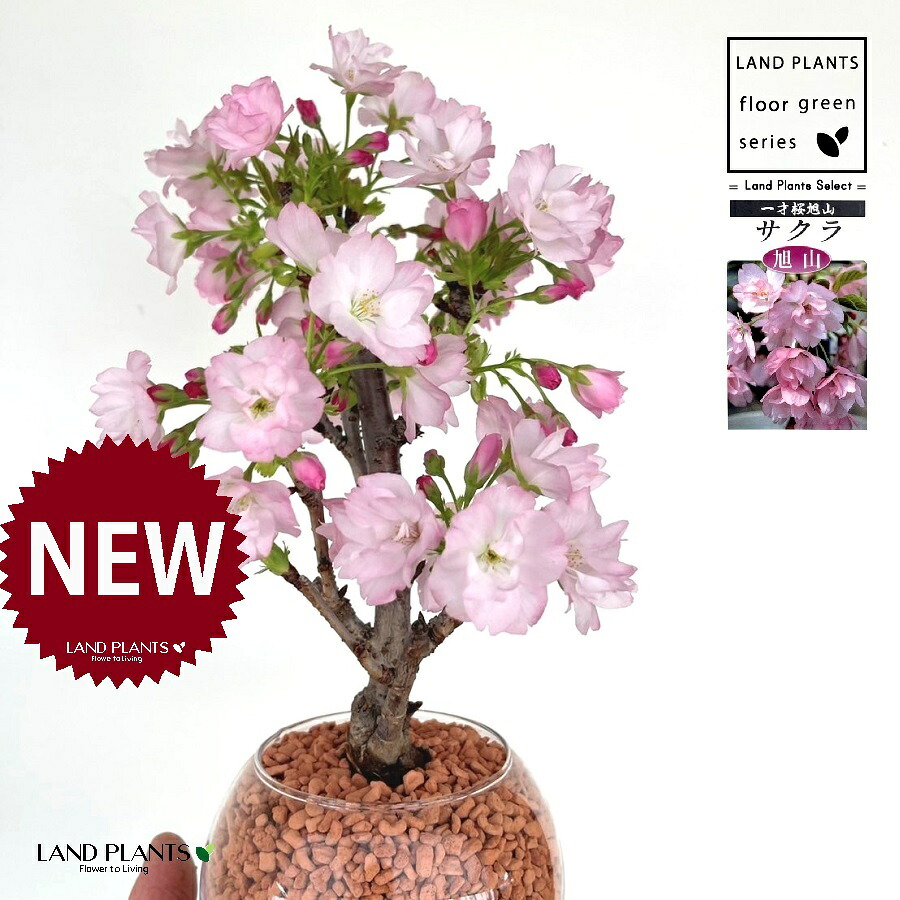 桜（旭山：アサヒヤマ） ボール型 ガラス容器 1鉢 【セラミス植え】 旭山桜 アサヒヤマ アサヒヤマ桜 さくら サクラ チェリーブロッサム 櫻 一才桜 桜の苗木 ハイドロカルチャー 水栽培 花器 花瓶 Cherry blossom SERAMIS