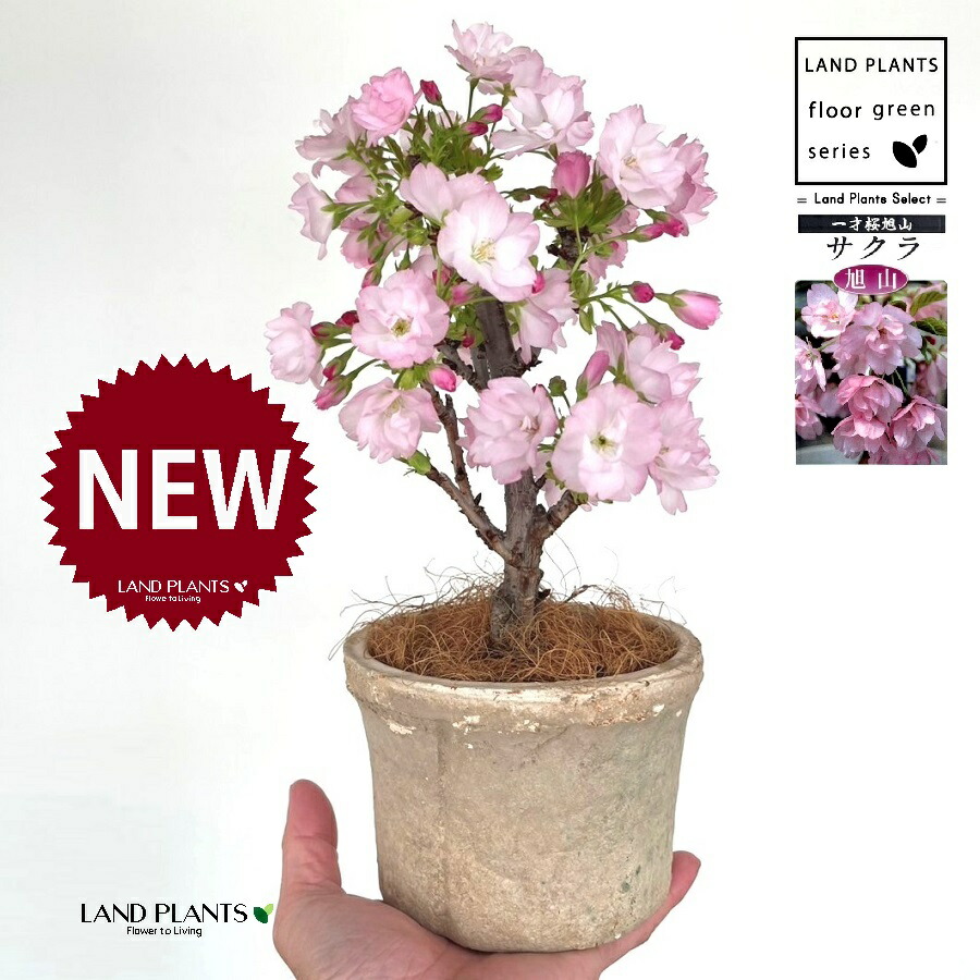 ♥桜空ちゃん専用♥　丸葉アリエールホワイトニングピンク斑入り imgrc0123991565.jpg