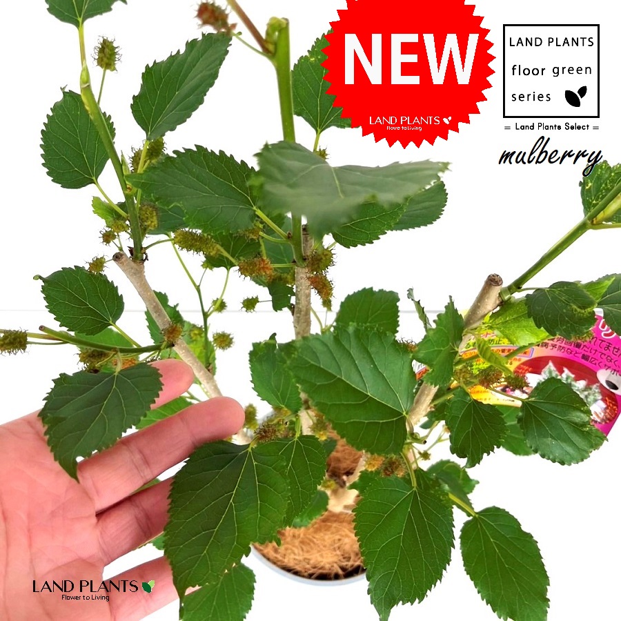 【落葉性】 クワ・桑(スイートマルベリー) 5号 プラスチック鉢 1鉢 【ココファイバー】 晴れたらいいね はれたらいいね マルベリー Mulberry