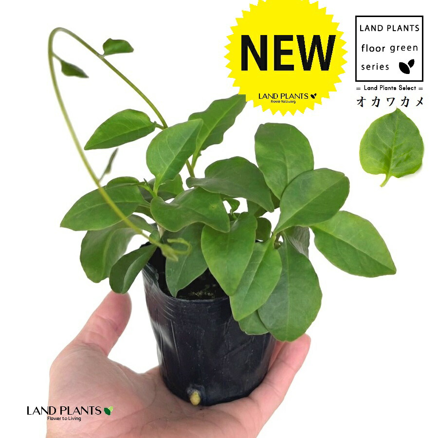 楽天市場】おかわかめ苗 雲南わかめそう 9cmポット オカワカメ 野菜苗