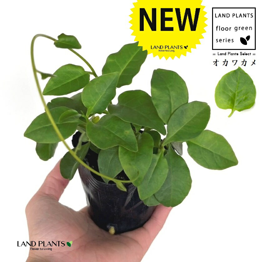 楽天市場】おかわかめ苗 雲南わかめそう 9cmポット オカワカメ 野菜苗