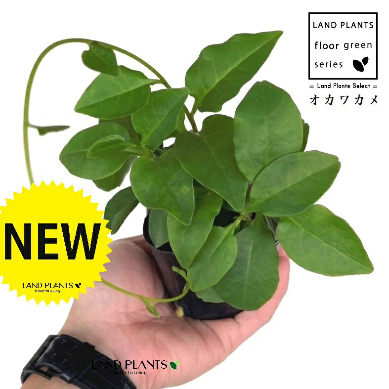 楽天市場】おかわかめ苗 雲南わかめそう 9cmポット オカワカメ 野菜苗