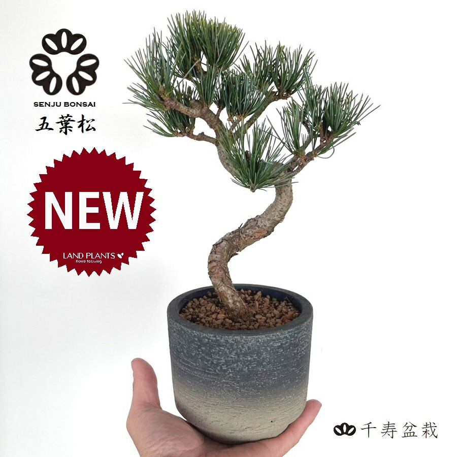 松の木 楽天市場】【千寿盆栽】 盆栽 BONSAI 松の木（黒松：クロマツ