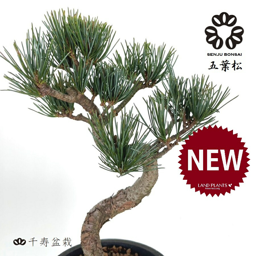 楽天市場】【千寿盆栽】 盆栽 BONSAI 松の木（黒松：クロマツ