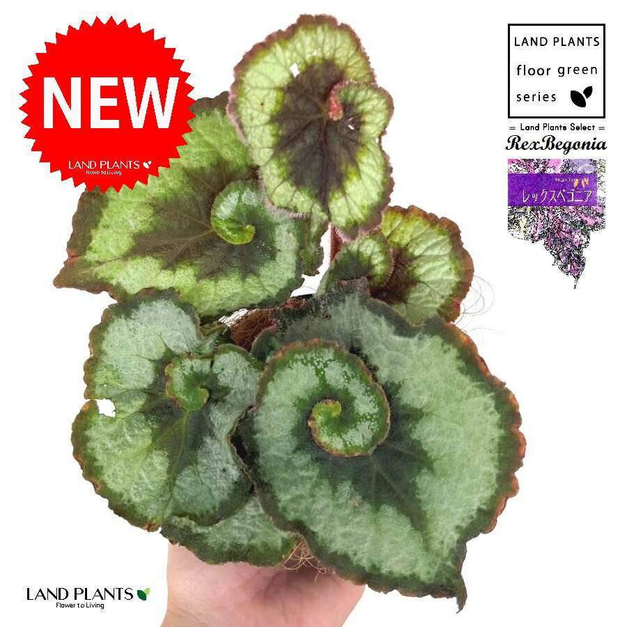 楽天市場】リーガースベコニア コスモノア5号鉢植え♪色鮮やかな幸運色