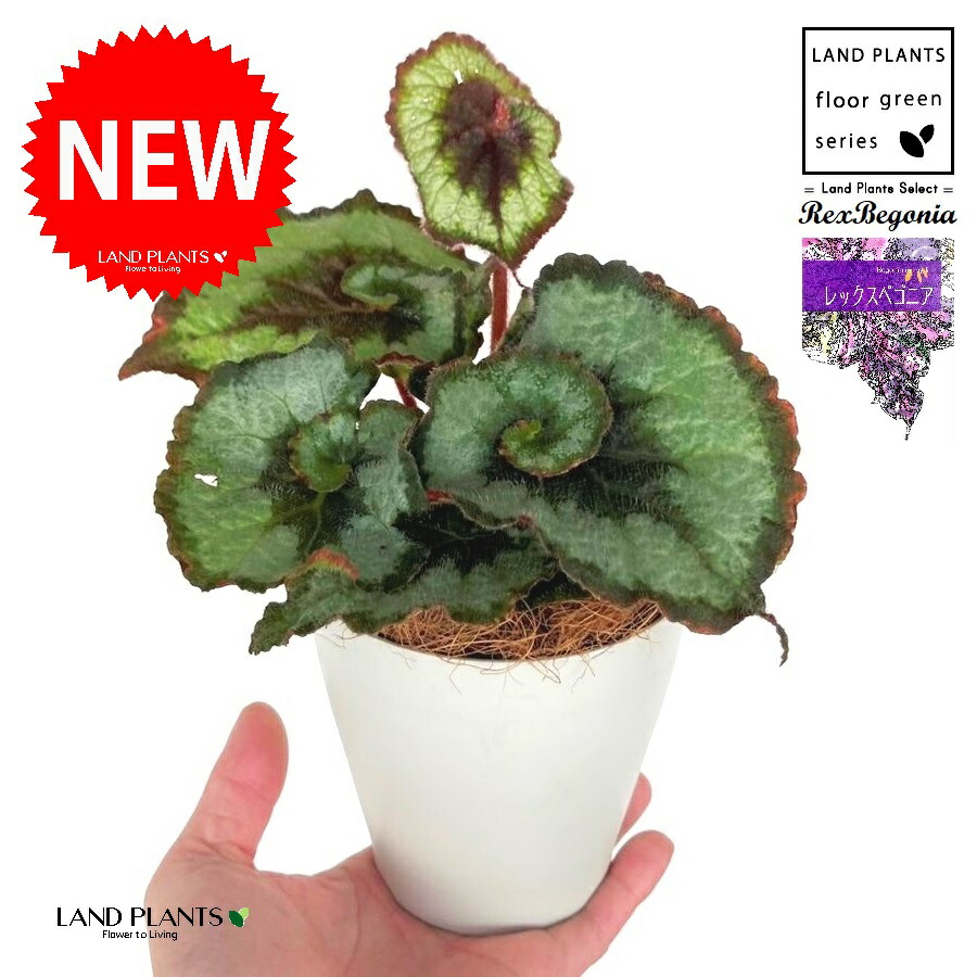 楽天市場】ベゴニア（ベノーサ） 5号 プラスチック鉢 1鉢 ベゴニアベ