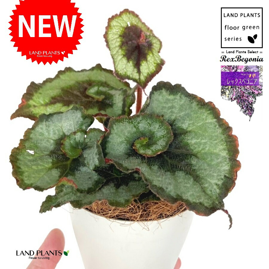 Know Your Begonias ベゴニア ベゴニア・センパフローレンス - 花の名前を調べる