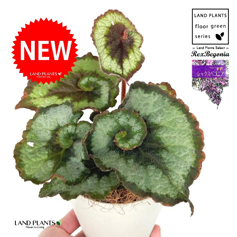 ひでぼの Begonia nahangensis ベゴニア　中サイズ4 ひでぼの様専用 Begonia nahangensis ベゴニア 中サイズ4 - メルカリ