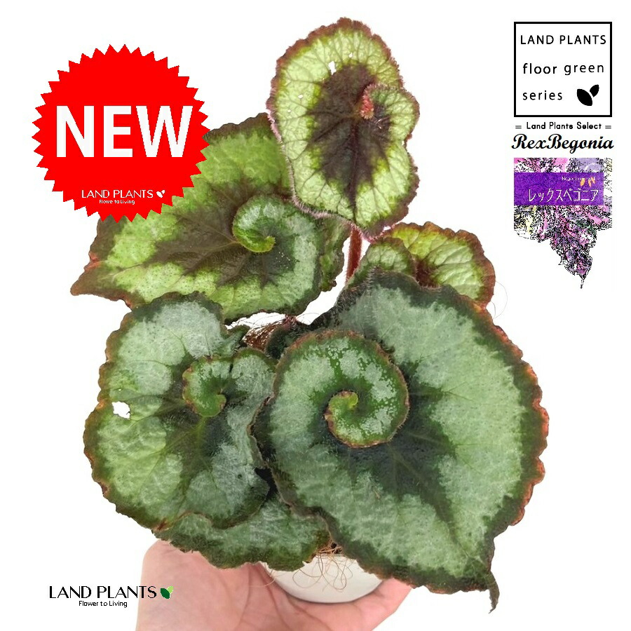 楽天市場】ベゴニア（ベノーサ） 5号 プラスチック鉢 1鉢 ベゴニアベ