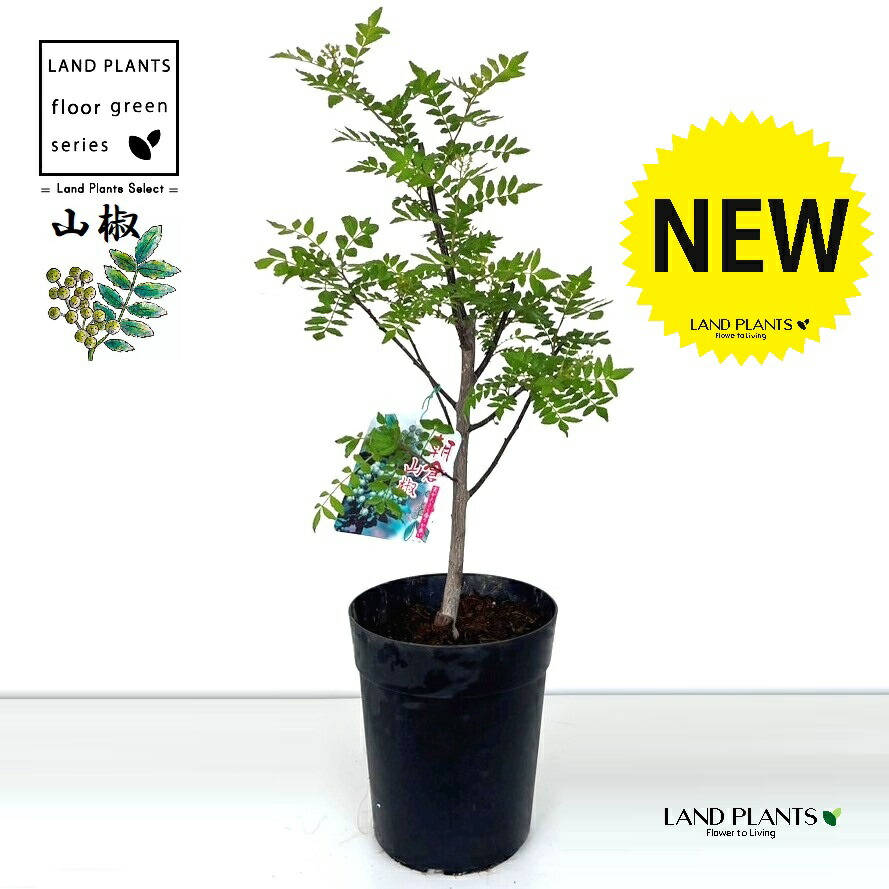 楽天市場】山椒（サンショウ） 6号 プラスチック鉢 1鉢 朝倉山椒 あ