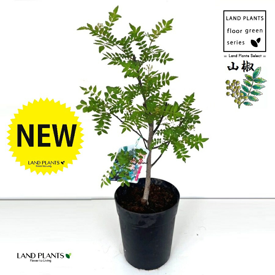 天然サンショウ／雌判定株／樹高約 ５９cm／苗木 天然サンショウ／雌判定株／樹高約 59cm／苗木 天然サンショウ