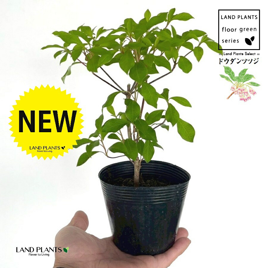 yamaページ　ドウダンツツジ　灯台躑躅　オリーブエルグレコ　ポット鉢植え yama様専用ページ ドウダンツツジ 灯台躑躅 オリーブエルグレコ