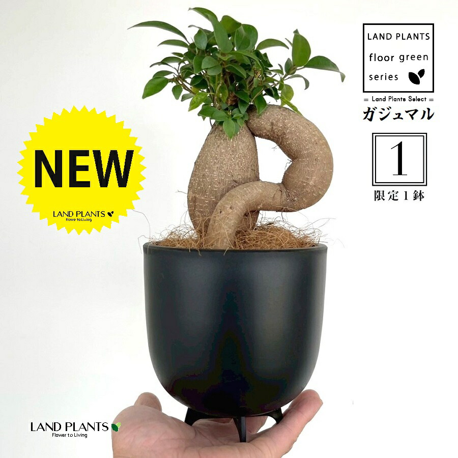 楽天市場】ガジュマル（超幹太） 7.5号 プラスチック鉢 1鉢