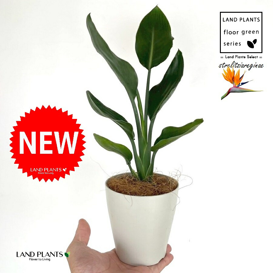 楽天市場】◎ストレリチア◎ストレチア・レギネ・50◎極楽鳥花