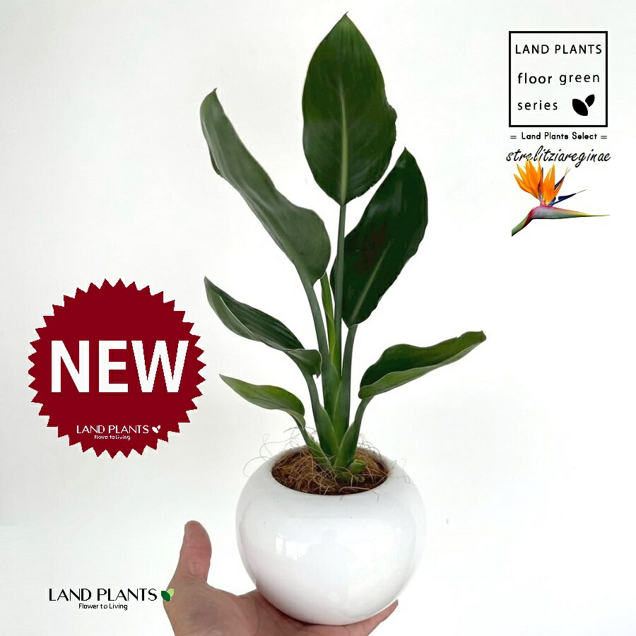 楽天市場】ストレリチア（レギネ：極楽鳥花） 3.5号 ポット苗 1