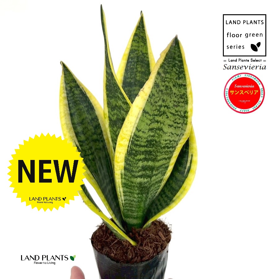 サンスベリア ローレンチ 1 楽天市場】サンスベリア（ローレンチ：ショート） 4号 茶色