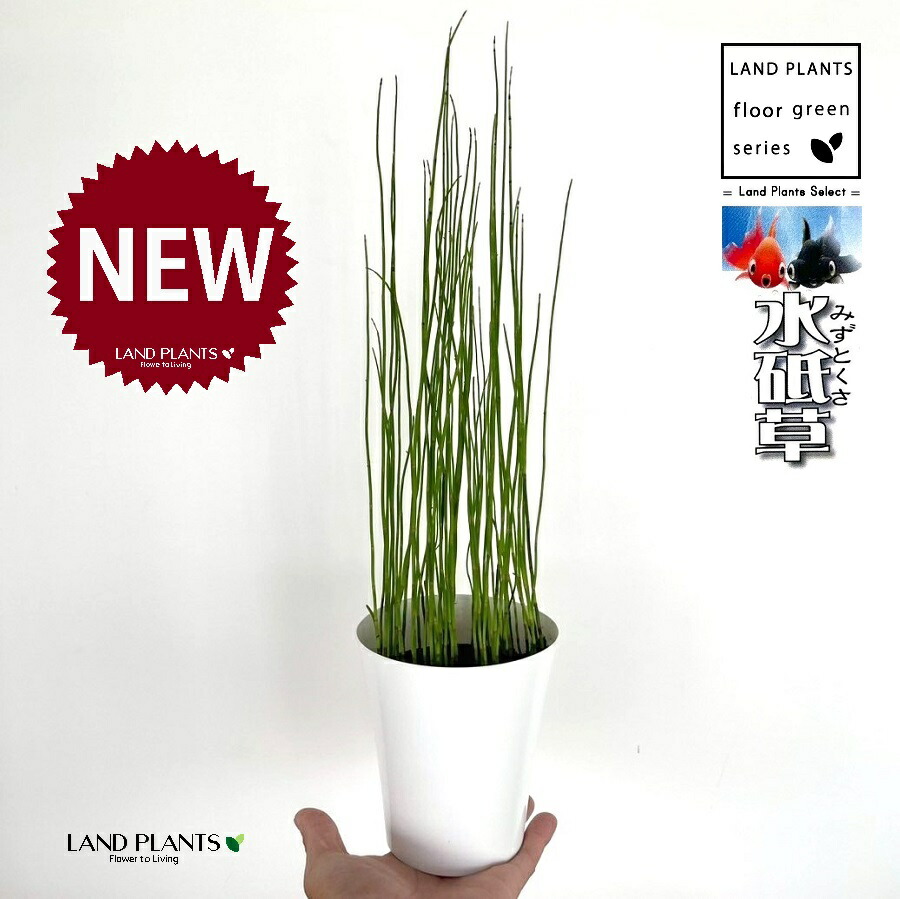 ジャンボトクサ Amazon.co.jp: トクサ（木賊）：オオトクサ[ジャンボトクサ・大トクサ