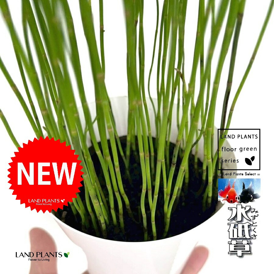 楽天市場】ジャンボトクサ（トクサ：砥草） 5寸 ポット苗 1鉢