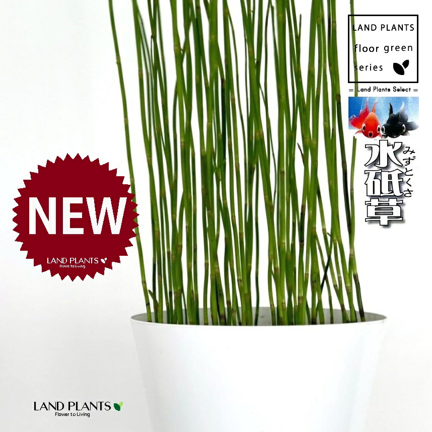 楽天市場】ジャンボトクサ（トクサ：砥草） 5寸 ポット苗 1鉢