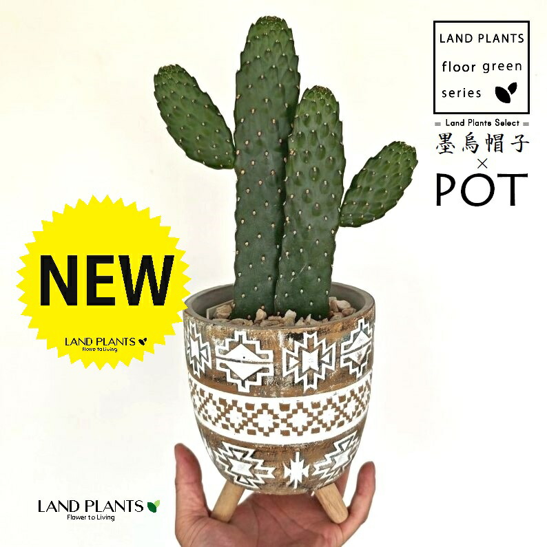 輸入苗 opuntia galapageia オプンチア サボテン 多肉植物 Opuntia galapageia【オプンチア・ガラパゲイア・黄刺】 | RIMO'S