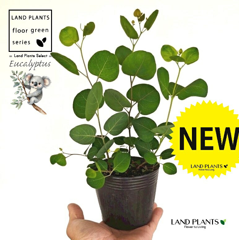 楽天市場】ユーカリ 苗 パルブラ 10.5cmポット パルビフォリア