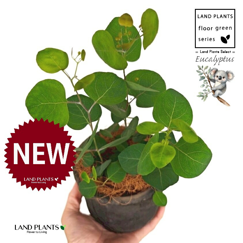 楽天市場】【ポポラス】ユーカリの木 角鉢植え : 苗木部 by 花ひろば