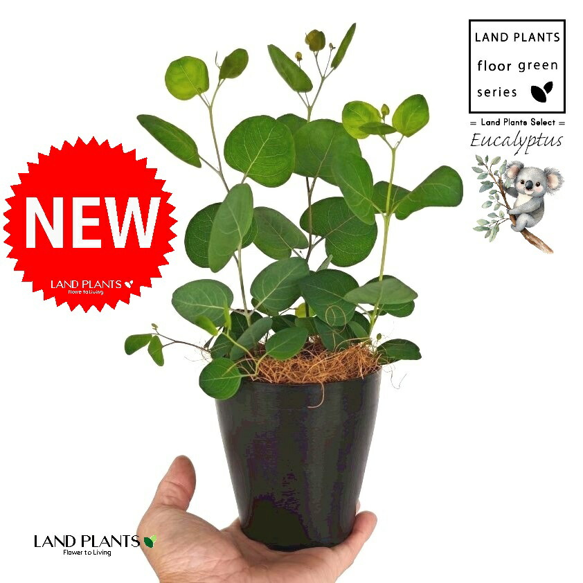 大苗　ユーカリ　ポポラス　鉢植え　苗木 楽天市場】ユーカリの木 ポポラス 【大鉢へ植え替え済品】 苗木