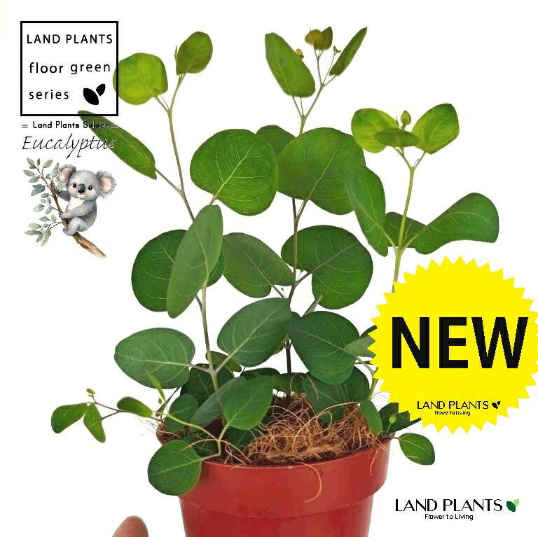 楽天市場】【ポポラス】ユーカリの木 角鉢植え : 苗木部 by 花ひろば