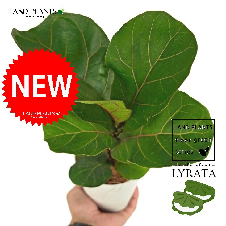 楽天市場】観葉植物 カシワバゴム・バンビーノ（フィカス・リナータ