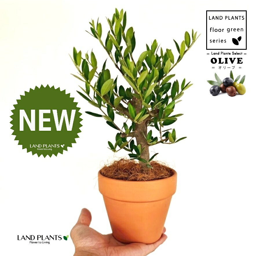 楽天市場】ユッカ（グロリオサ：斑入り） 7号 プラスチック鉢 1鉢