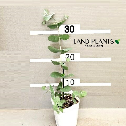 楽天市場】ユーカリの木 【銀世界】 1.5m特大苗 : 苗木部 by 花