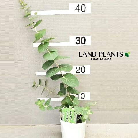 楽天市場】ユーカリ（アップルボックス） 3号 ポット苗 1鉢 Eucalyptus