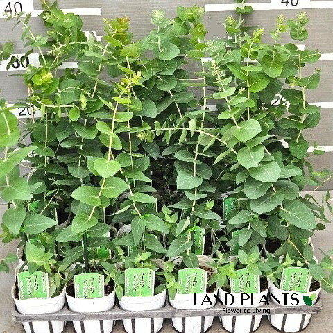 【ケース販売：24入】 ユーカリ（アップルボックス） 3号 ポット苗 24鉢 Eucalyptus