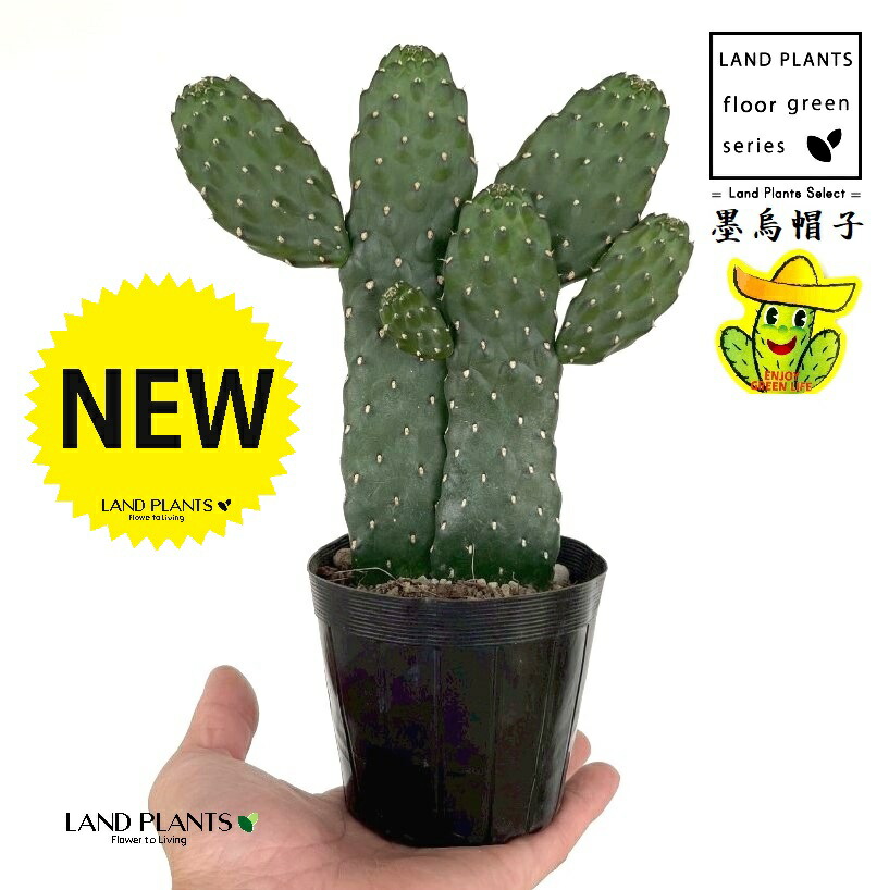 楽天市場】caサボテン 小春日和 登録品種 送料無料 4号鉢