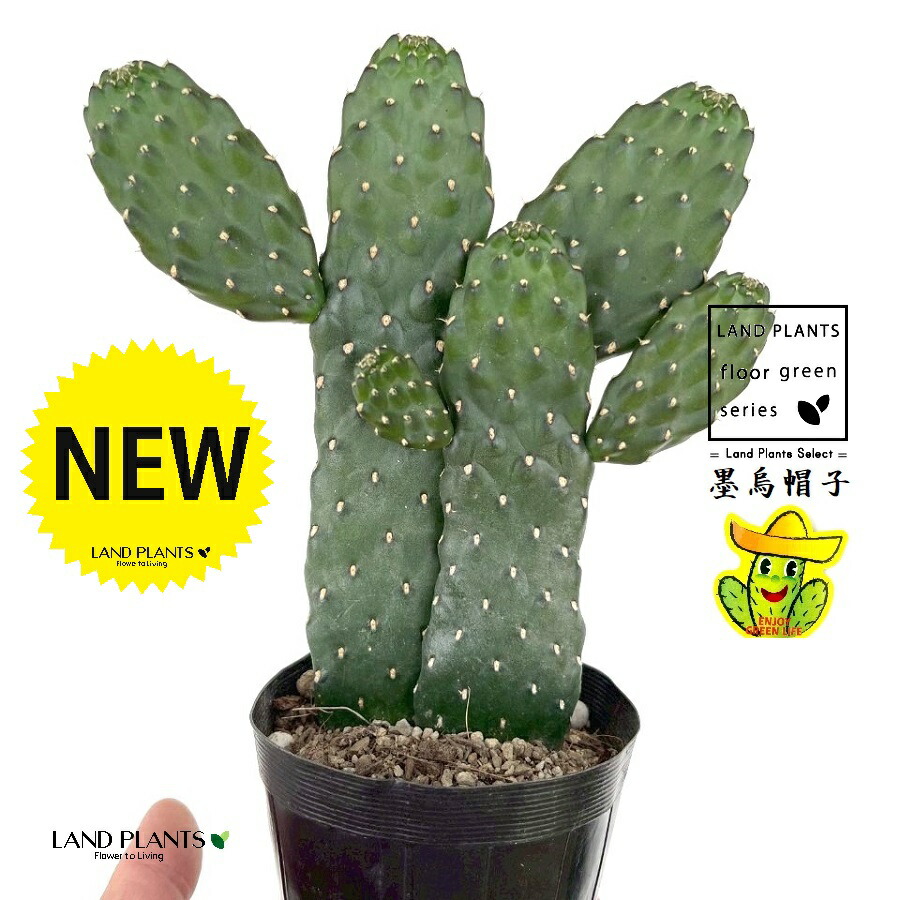 楽天市場】ウチワサボテン(団扇サボテン) 斑入りオプンチア