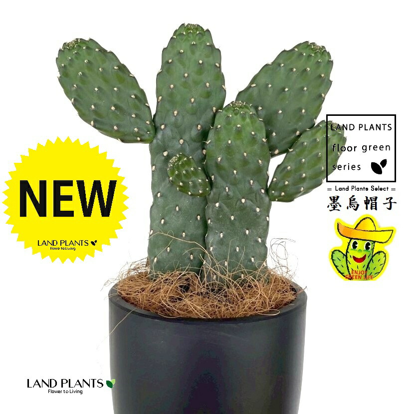 楽天市場】オプンチア（ガラパゲイア：黄刺） 虎柄 陶器製 植木鉢 1鉢