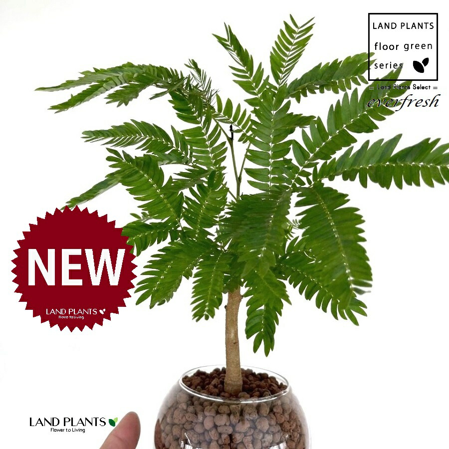 楽天市場】水耕栽培 苗 エバーフレッシュ（ロング） ねむの木 水耕栽培