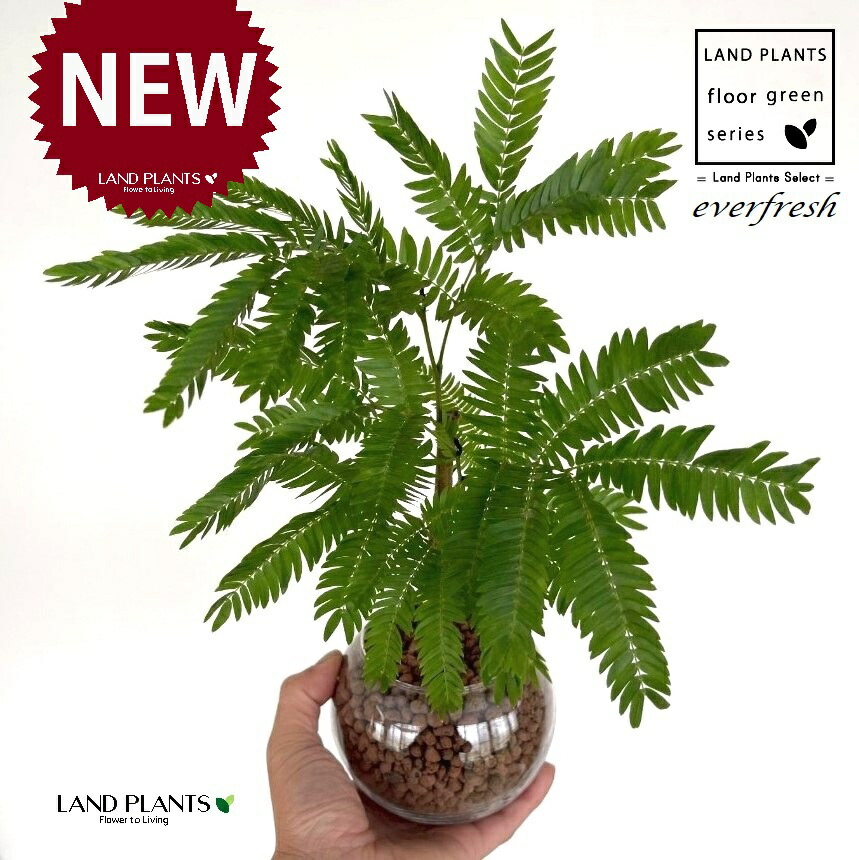 minelal　エバーフレッシュ 楽天市場】水耕栽培 苗 エバーフレッシュ（ロング） ねむの木 水耕栽培