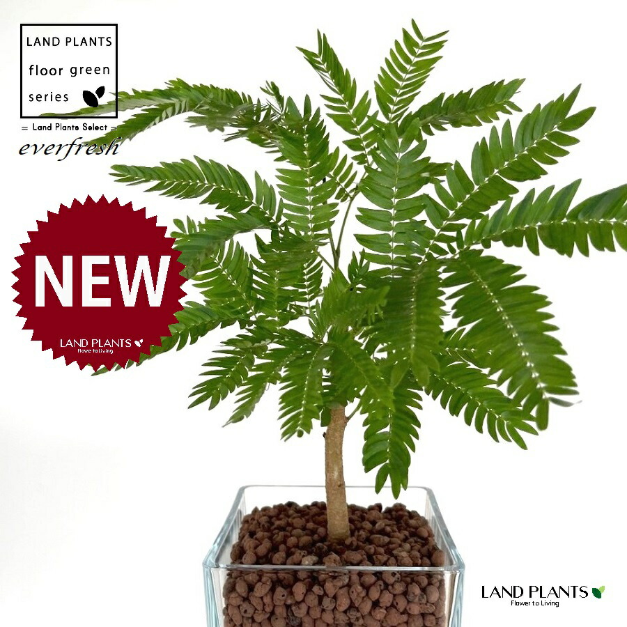 楽天市場】エバーフレッシュ（自然樹形） キューブ型 ガラス容器 1鉢