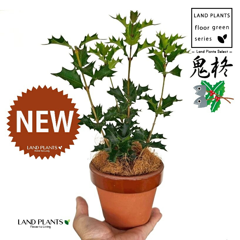 楽天市場】【イチイ属】黄金伽羅木5号Lポット(オウゴンキャラボク