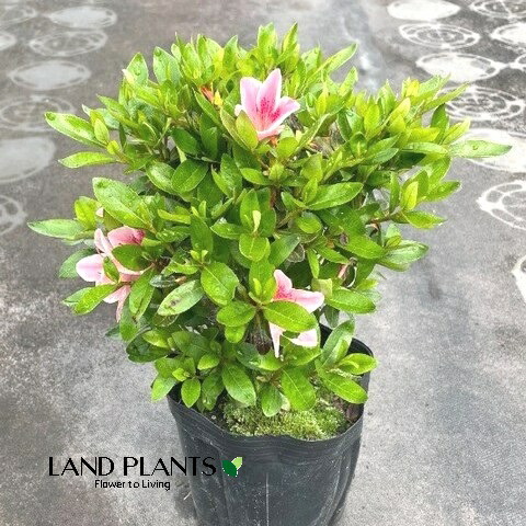 楽天市場】苗：皐月/さつき（愛花） : 遊恵盆栽 楽天市場店