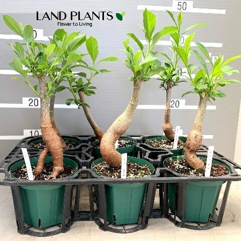 【現品】バオバブ・ディギタータ　5号　黒鉢　（4） 楽天市場】【現品】バオバブ・ディギタータ 5号 黒鉢（5〜8