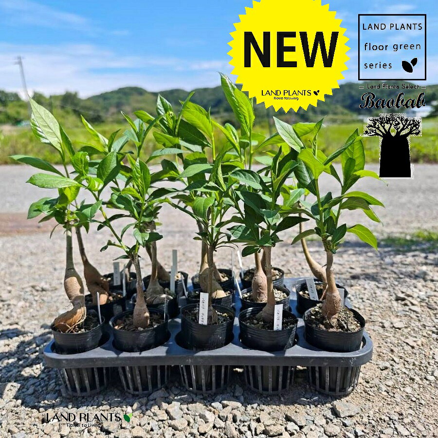 楽天市場】バオバブ 7号鉢植え : 千草園芸