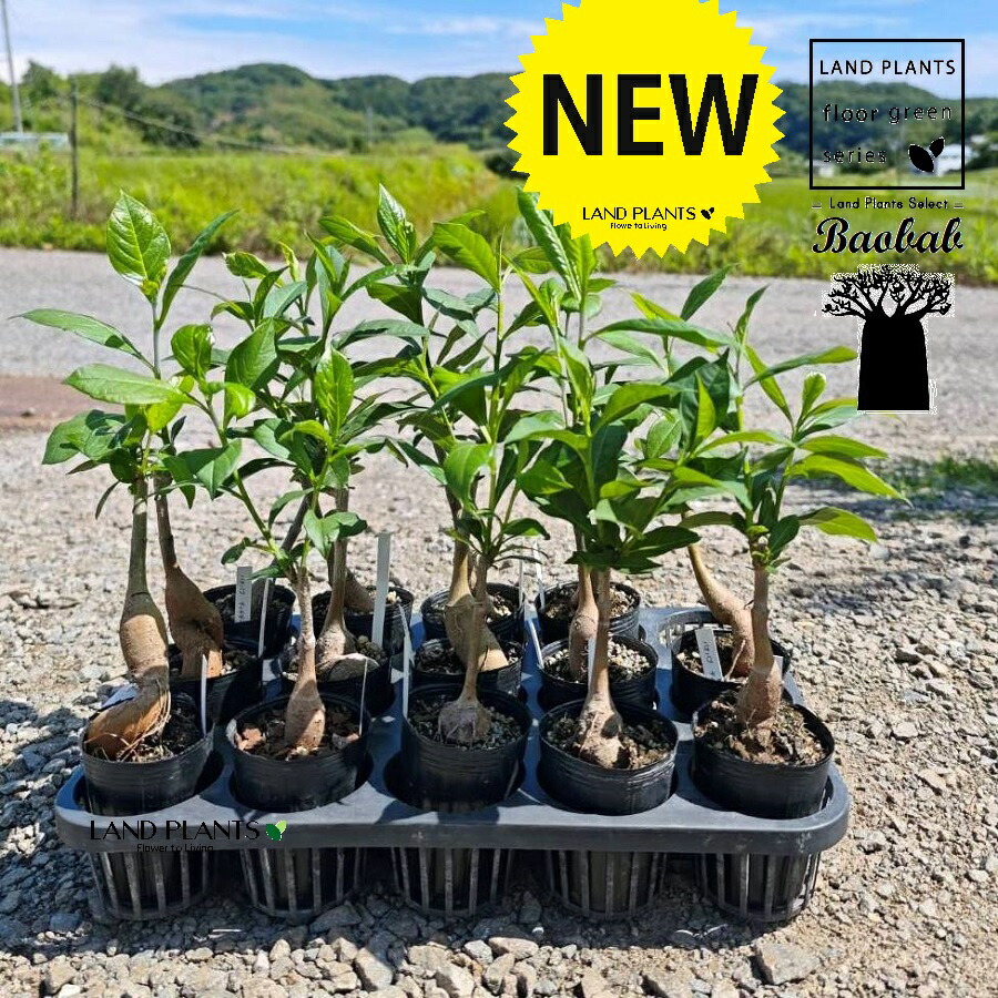 楽天市場】バオバブ アダンソニア・ディギタータ 4号ポット苗(h30