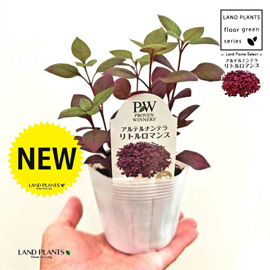 【レアカラー】FERNANDES パープル 薄紫 楽天市場】ラブラドライト パープル ピンク ブレスレット 7mm