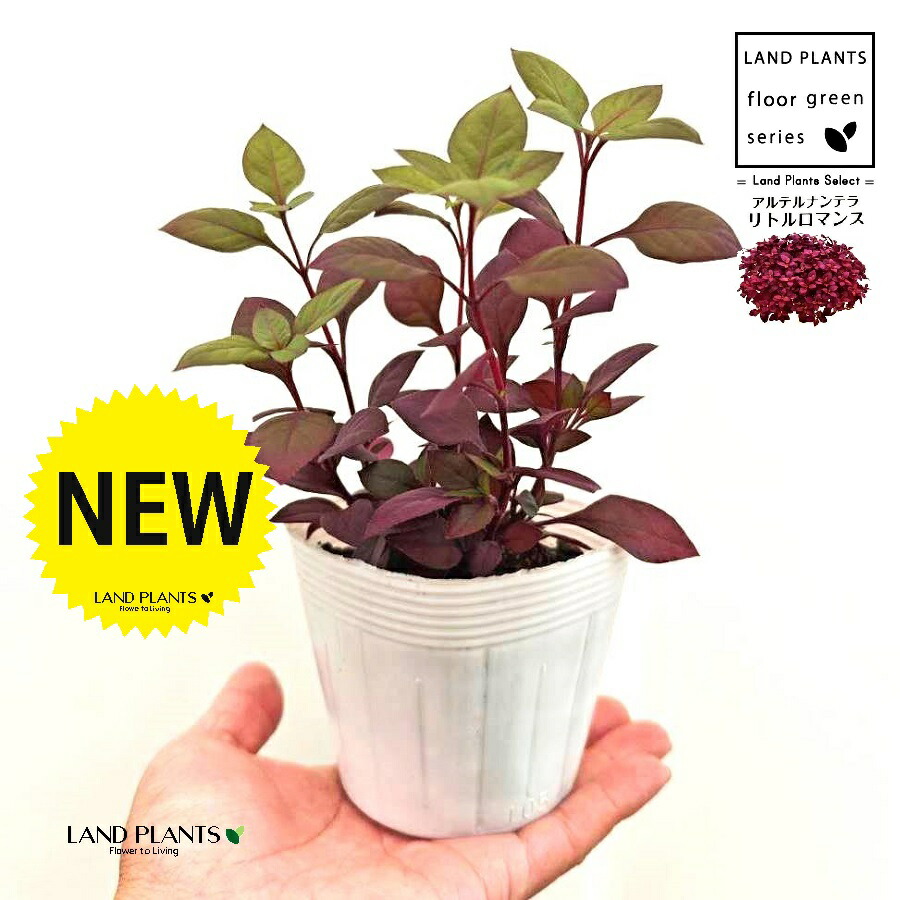 楽天市場】夏の花 イエローアラマンダ ヘンダーソニー 5号サイズ