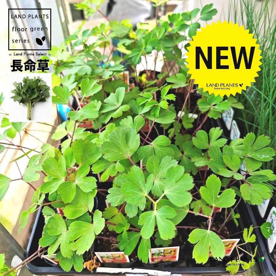 [SNSで話題 本日発送 ] MAAQ3QLZF29 (MAAQ3QLZF29)