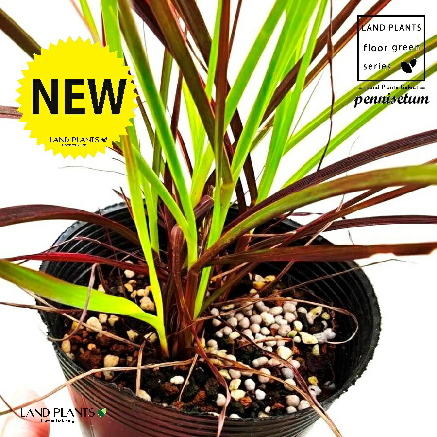 楽天市場】ベニジューム（寒咲蛇の目菊）オレンジ／ホワイト 苗 選べる